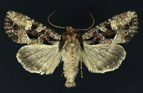 Attēlu rezultāti vaicājumam “Apamea remissa”