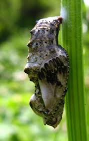 Attēlu rezultāti vaicājumam “Boloria titania upperside”