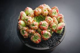 Attēlu rezultāti vaicājumam “Jovibarba globifera bud”