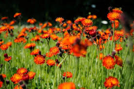 Attēlu rezultāti vaicājumam “Pilosella aurantiaca flower”