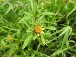 Attēlu rezultāti vaicājumam “Bidens frondosa flower”