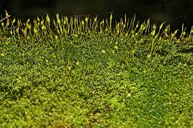 Attēlu rezultāti vaicājumam “Gymnostomum calcareum”