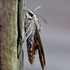 Attēlu rezultāti vaicājumam “Diaphora mendica female”