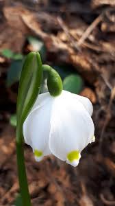 Attēlu rezultāti vaicājumam “Leucojum vernum var. carpathicum”