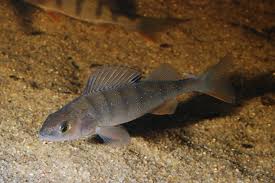 Attēlu rezultāti vaicājumam “Perca fluviatilis”