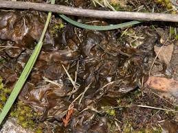 Attēlu rezultāti vaicājumam “Nostoc commune”