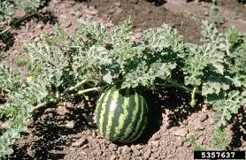 Attēlu rezultāti vaicājumam “Citrullus lanatus leaf”