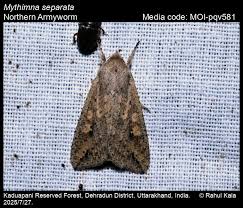 Attēlu rezultāti vaicājumam “Mythimna sp.”