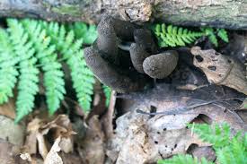 Attēlu rezultāti vaicājumam “Xylaria polymorpha”