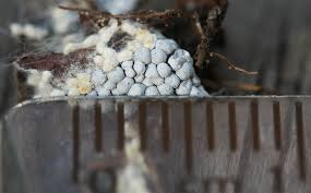 Attēlu rezultāti vaicājumam “Badhamia panicea”