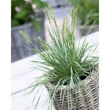 Attēlu rezultāti vaicājumam “Koeleria glauca”