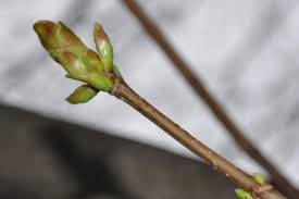 Attēlu rezultāti vaicājumam “Acer platanoides bud”