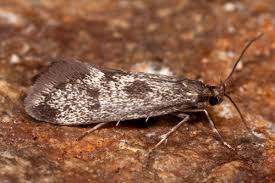 Attēlu rezultāti vaicājumam “Denisia similella”