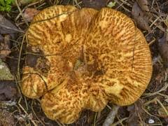 Attēlu rezultāti vaicājumam “Asterodon ferruginosus”