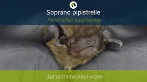 Attēlu rezultāti vaicājumam “Pipistrellus pygmaeus”
