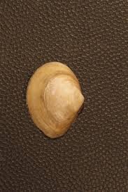 Attēlu rezultāti vaicājumam “Macoma baltica”