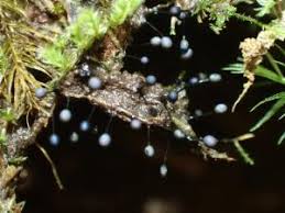 Attēlu rezultāti vaicājumam “Lamproderma pseudomaculatum”