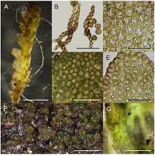 Attēlu rezultāti vaicājumam “Barbeyella minutissima spores”