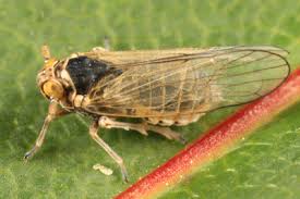 Attēlu rezultāti vaicājumam “Javesella pellucida female”