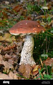 Attēlu rezultāti vaicājumam “Leccinum versipelle”