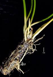 Attēlu rezultāti vaicājumam “Nymphaea alba leaf”