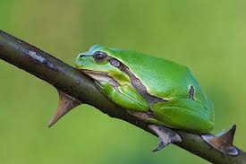 Attēlu rezultāti vaicājumam “Hyla arborea adult”