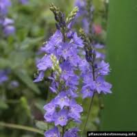 Image result for Veronica teucrium