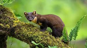 Attēlu rezultāti vaicājumam “Martes”