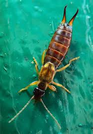 Attēlu rezultāti vaicājumam “Forficula auricularia”