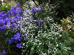 Attēlu rezultāti vaicājumam “Erigeron annuus flower”