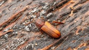 Attēlu rezultāti vaicājumam “Bitoma crenata”