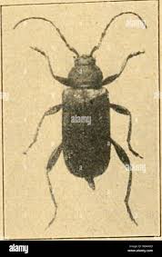 Attēlu rezultāti vaicājumam “Criocephalus rusticus”