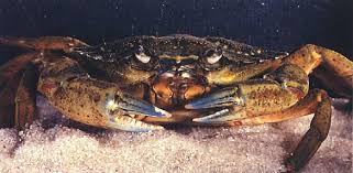 Image result for Carcinus maenas