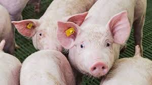 Bildresultat för pigs