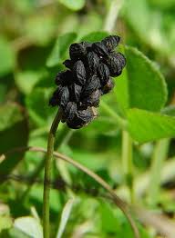 Attēlu rezultāti vaicājumam “Trifolium dubium fruit”
