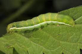 Attēlu rezultāti vaicājumam “Orthosia gothica”