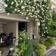 「アイスバーグ」の画像検索結果