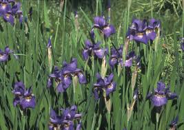 Attēlu rezultāti vaicājumam “Iris sibirica leaf”