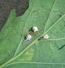 Attēlu rezultāti vaicājumam “Paidiscura pallens eggs”