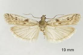 Attēlu rezultāti vaicājumam “Phycitodes binaevella”