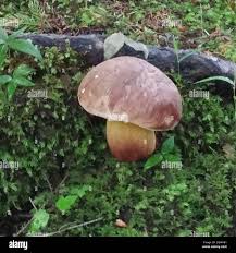 Attēlu rezultāti vaicājumam “Boletales”