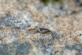 Attēlu rezultāti vaicājumam “Ancylis myrtillana”