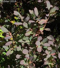 Attēlu rezultāti vaicājumam “Vaccinium uliginosum leaf”
