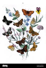 Attēlu rezultāti vaicājumam “Euphydrias aurinia upperside”