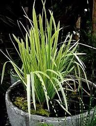 Attēlu rezultāti vaicājumam “Glyceria maxima”