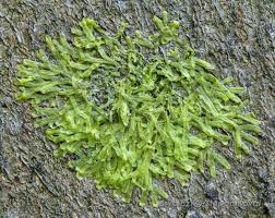 Attēlu rezultāti vaicājumam “Metzgeria furcata”