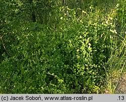 Attēlu rezultāti vaicājumam “Vicia pisiformis”