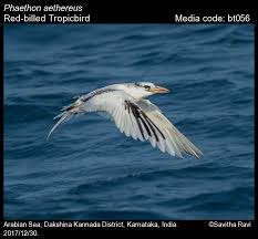 Image result for Phaethon aethereus