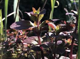 Attēlu rezultāti vaicājumam “Mentha aquatica leaf”