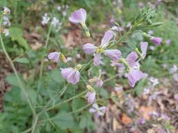 Attēlu rezultāti vaicājumam “Raphanus sativus flower”
